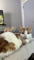 Lost Male Cat last seen W. Harper S. Vernier corner of Lochmoor & Duprey, Harper Woods, MI 48225