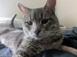 Found/Stray Male Cat last seen A cave Inside a creek covered by trees by the twin creek village apmts , Norman, OK 73071