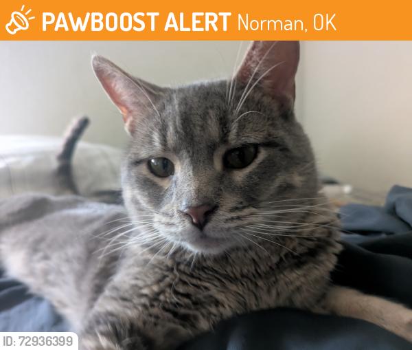 Found/Stray Male Cat last seen A cave Inside a creek covered by trees by the twin creek village apmts , Norman, OK 73071