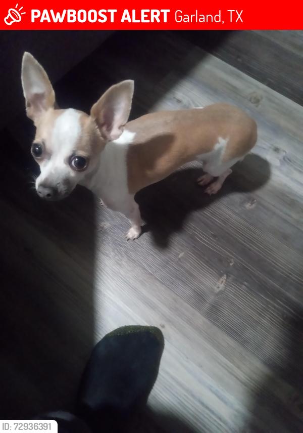 Lost Female Dog last seen Bel line en garland av, Garland, TX 75040