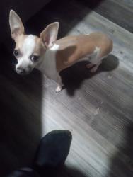 Lost Female Dog last seen Bel line en garland av, Garland, TX 75040