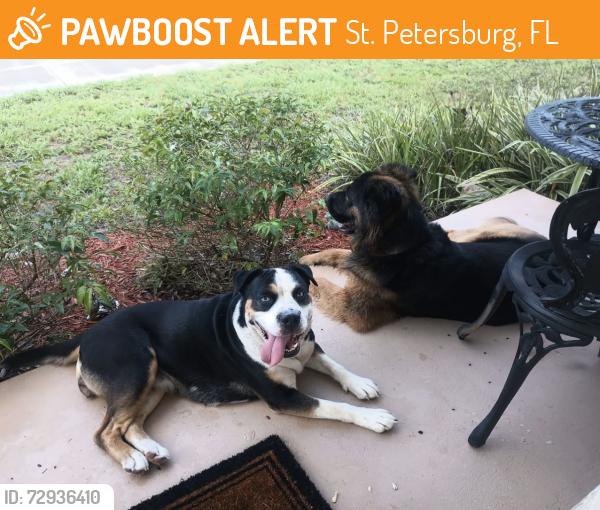 Found/Stray Unknown Dog last seen Woodrow Wilson blvd, St. Petersburg, FL 33709