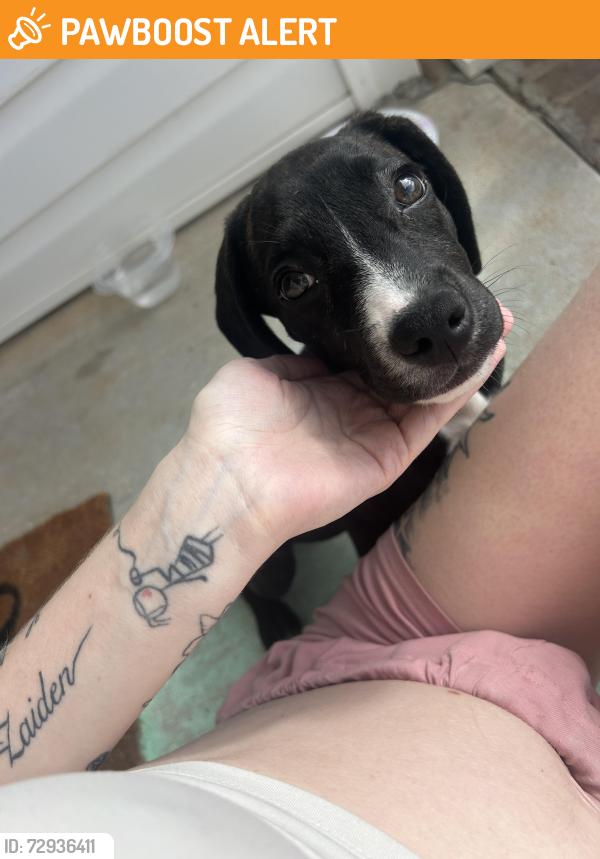 Found/Stray Female Dog last seen Pleasant Hill United Methodist Church, Randolph County, NC 27370