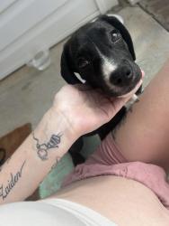 Found/Stray Female Dog last seen Pleasant Hill United Methodist Church, Randolph County, NC 27370