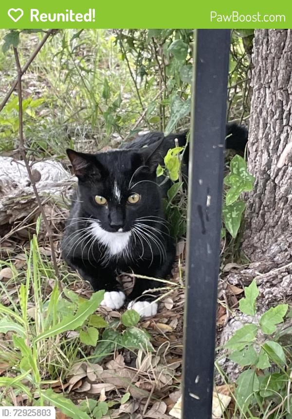Reunited Unknown Cat last seen Provence Community, Travis County, TX 78669