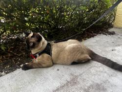 Lost Male Cat last seen In The Belmont community in St Lucie West, Port St. Lucie, FL 34986