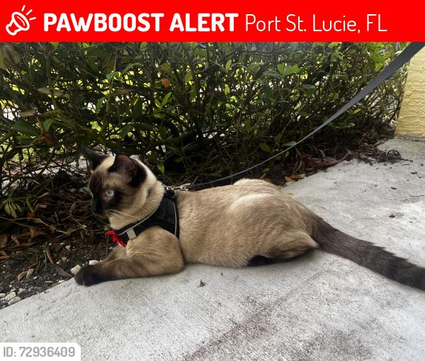 Lost Male Cat last seen In The Belmont community in St Lucie West, Port St. Lucie, FL 34986