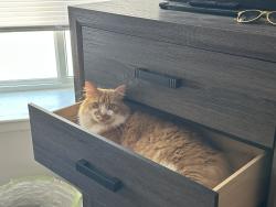 Reunited Male Cat last seen Near Lerner Ct., Nottingham MD, Baltimore, MD 21236