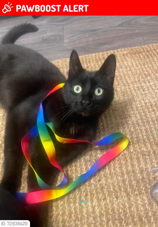 Lost Male Cat last seen Pollokshields East , Pollokshields, Scotland 