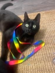 Lost Male Cat last seen Pollokshields East , Pollokshields, Scotland 