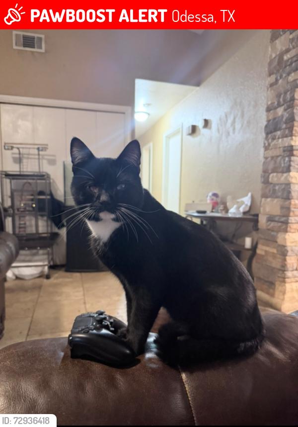 Lost Male Cat last seen Lyndale, Odessa, TX 79762