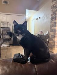 Lost Male Cat last seen Lyndale, Odessa, TX 79762