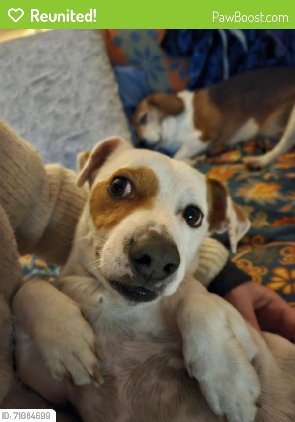 Reunited Male Dog last seen Milky Way & Gumdrop, Apex, NC 27502