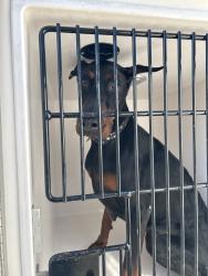 Shelter Stray Female Dog last seen Open Greens Court, VIRGINIA BEACH, VA, 23462, Virginia Beach, VA 23451