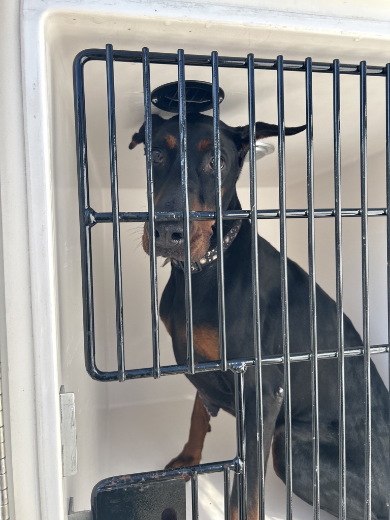 Shelter Stray Female Dog last seen Open Greens Court, VIRGINIA BEACH, VA, 23462, Virginia Beach, VA 23451