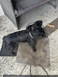 Found/Stray Male Dog last seen Chiquita , Cape Coral, FL 33993