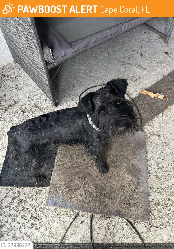 Found/Stray Male Dog last seen Chiquita , Cape Coral, FL 33993