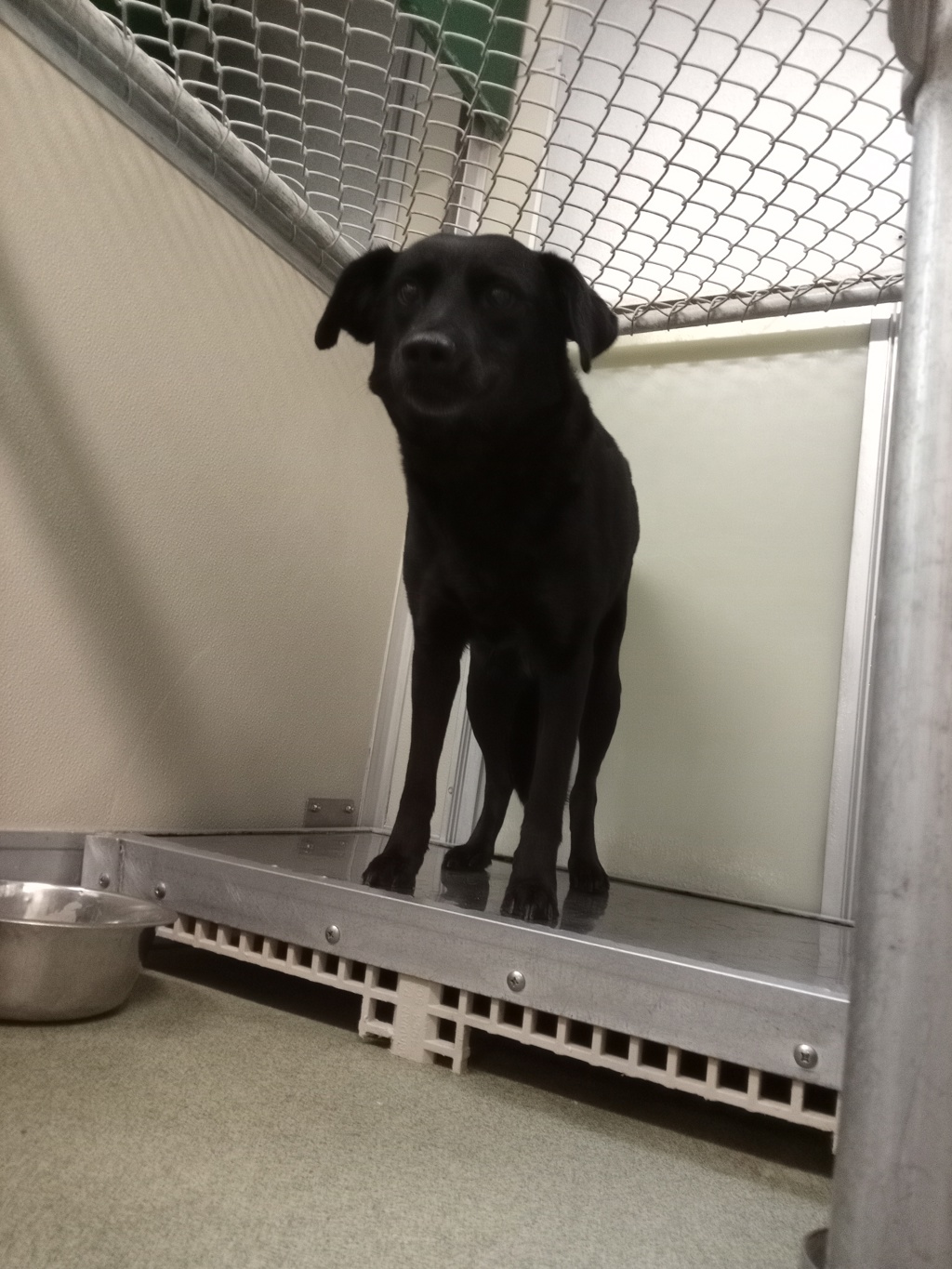 Shelter Stray Female Dog last seen Drewrys Bluff Road, North Chesterfield, VA, 23237, Chesterfield, VA 23832