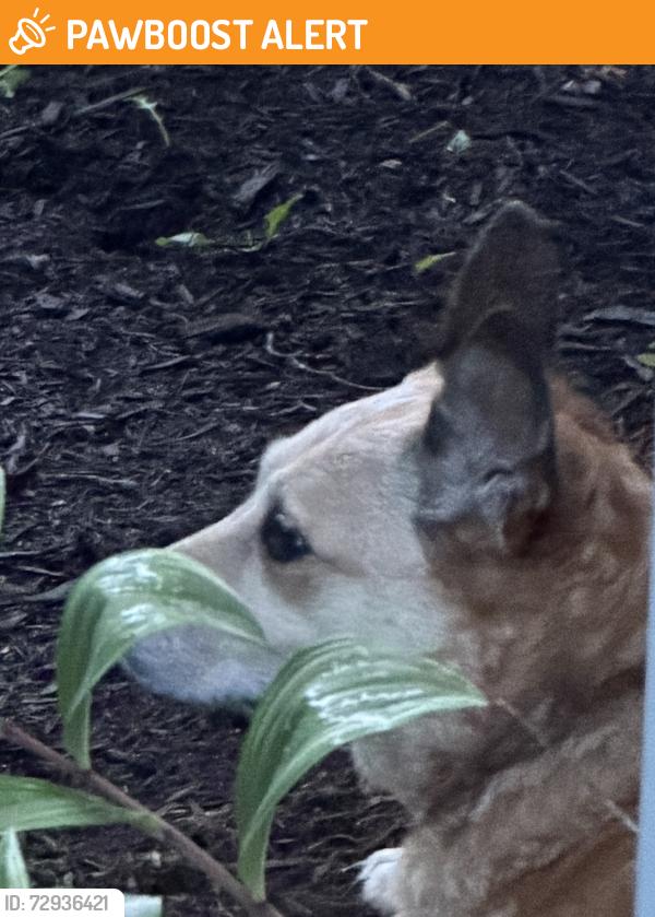 Found/Stray Unknown Dog last seen Broadwell Road, Anderson Township, OH 45244