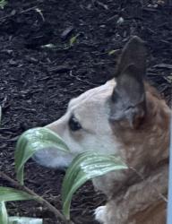 Found/Stray Unknown Dog last seen Broadwell Road, Anderson Township, OH 45244