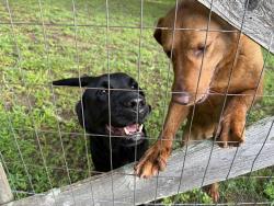 Found/Stray Unknown Dog last seen Near block of Hill Dr, White Bluff, TN 37187
