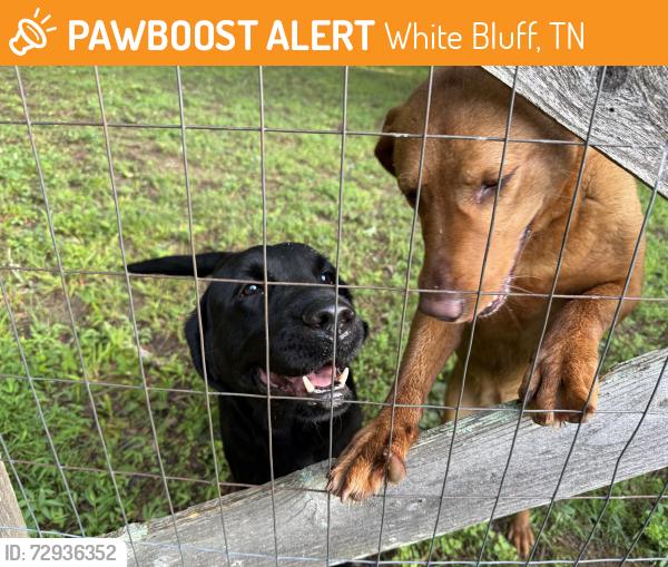 Found/Stray Unknown Dog last seen Near block of Hill Dr, White Bluff, TN 37187