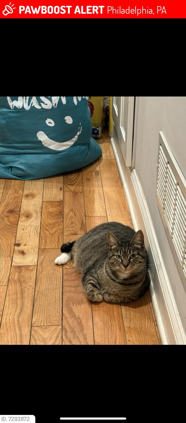 Lost Female Cat last seen Near hoffman, Philadelphia, PA 19145