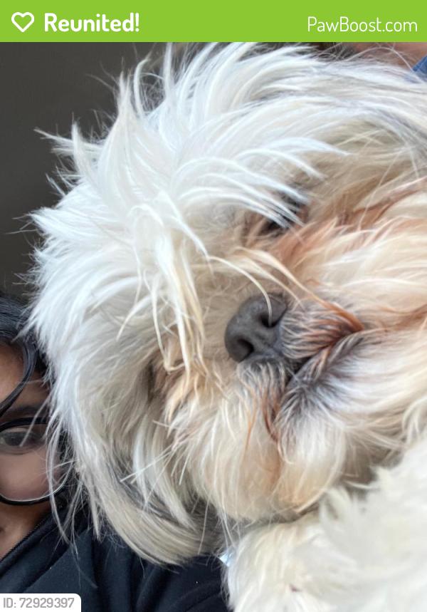Reunited Male Dog last seen Diamond Rd and Mojave , Victorville, CA 92394