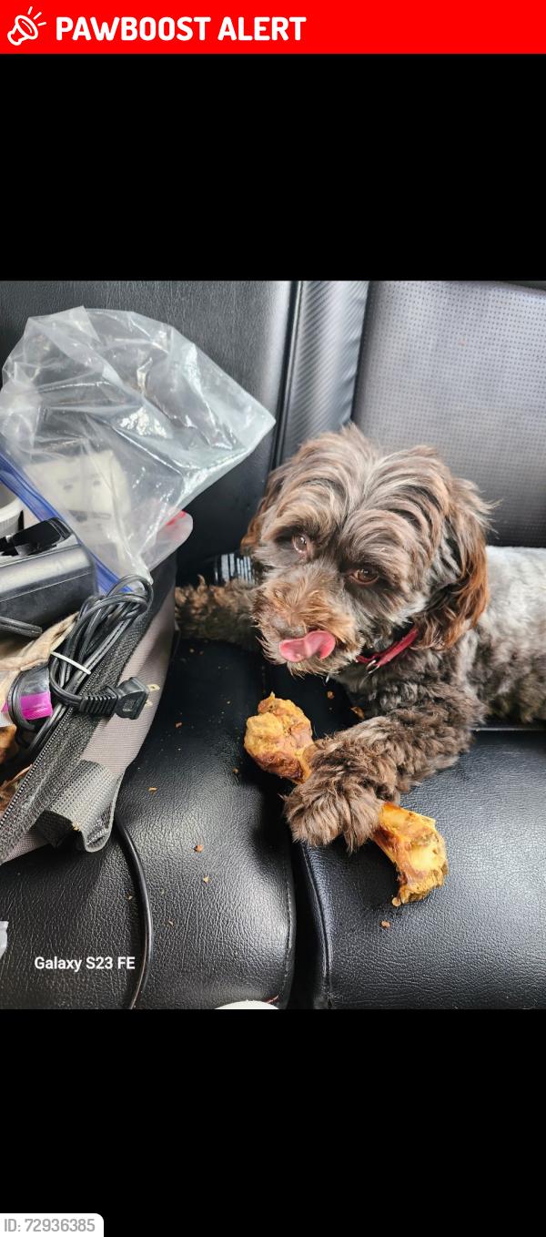 Lost Male Dog last seen Near Church, San Pablo and Beach Boulevard , Jacksonville Beach, FL 32250