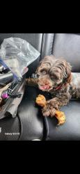 Lost Male Dog last seen Near Church, San Pablo and Beach Boulevard , Jacksonville Beach, FL 32250