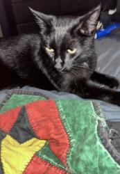 Found/Stray Male Cat last seen Warr acres city hall, Warr Acres, OK 73122