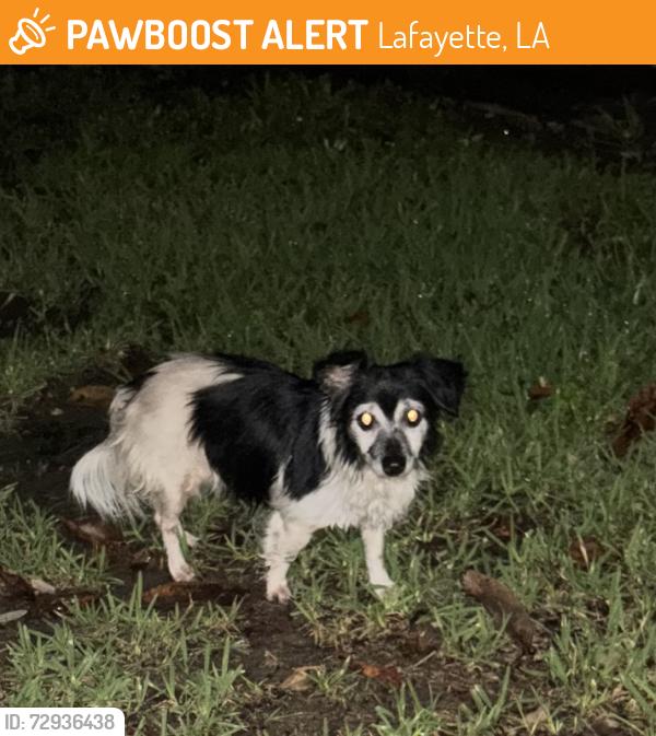 Found/Stray Unknown Dog last seen Pontac, Lafayette, LA 70501