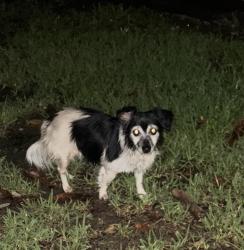 Found/Stray Unknown Dog last seen Pontac, Lafayette, LA 70501
