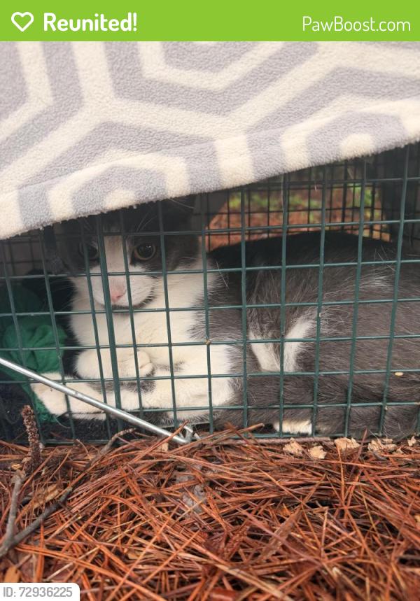 Reunited Unknown Cat last seen Near Retreat at Mountain Brook apmts, Birmingham, AL 35213