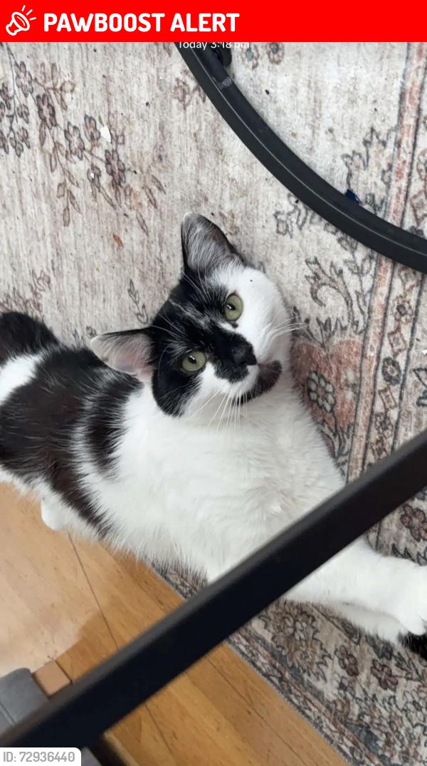 Found/Stray Male Cat last seen Tw13 4se, Greater London, England TW13 4SE