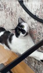 Found/Stray Male Cat last seen Tw13 4se , Greater London, England TW13 4SE