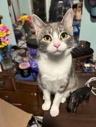 Reunited Female Cat last seen goliad , Rockwall, TX 75087