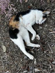 Found/Stray Unknown Cat last seen West exit off of Mar vista , Vista, CA 92085
