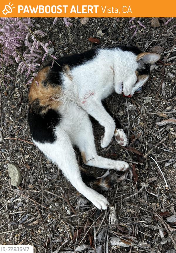 Found/Stray Unknown Cat last seen West exit off of Mar vista , Vista, CA 92085