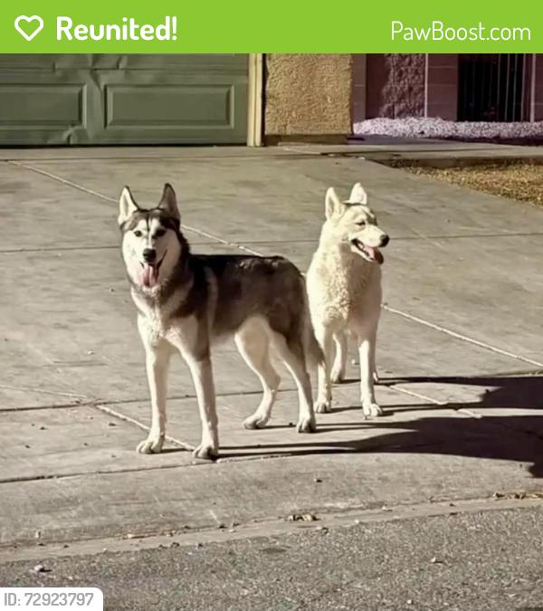 Reunited Unknown Dog last seen Rosa Rosales and Goldfield area, North Las Vegas, NV 89031