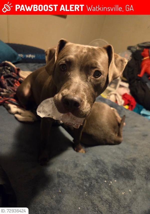 Lost Female Dog last seen Old Salem rd , Watkinsville, GA 30677