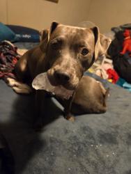 Lost Female Dog last seen Old Salem rd , Watkinsville, GA 30677