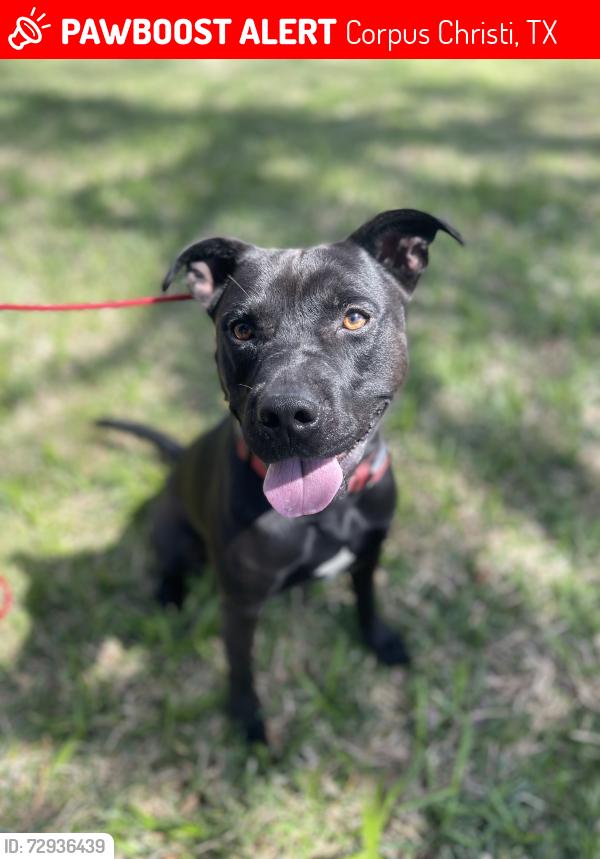 Lost Male Dog last seen West Point , Corpus Christi, TX 78416