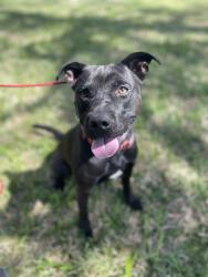 Lost Male Dog last seen West Point , Corpus Christi, TX 78416