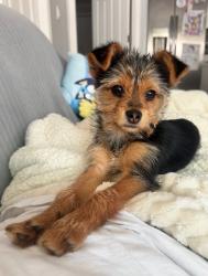 Reunited Male Dog last seen Carol Road, Stratford, CT 06614