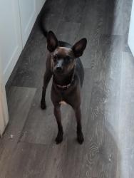 Lost Female Dog last seen 48th ave and Earl, Phoenix, AZ 85031