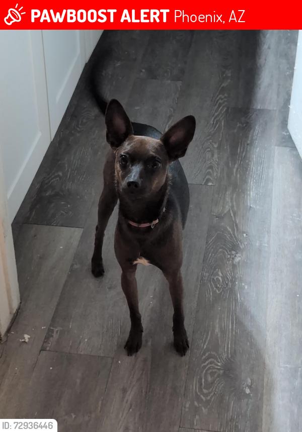 Lost Female Dog last seen 48th ave and Earl, Phoenix, AZ 85031