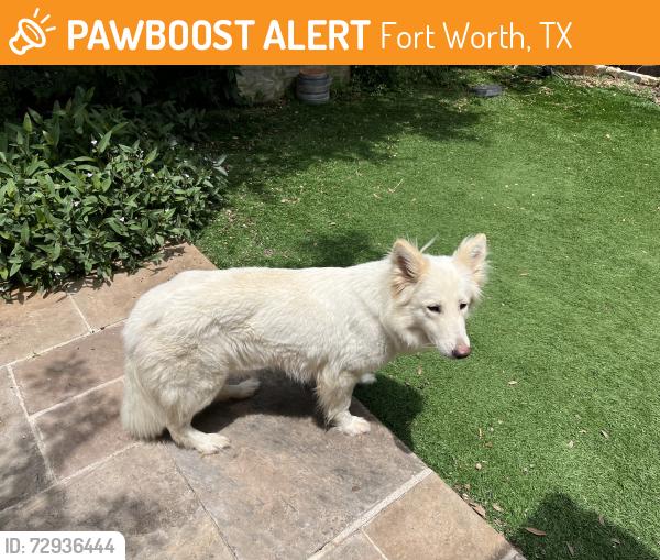 Found/Stray Female Dog last seen Boca Raton , Fort Worth, TX 76112