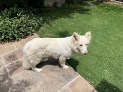 Found/Stray Female Dog last seen Boca Raton , Fort Worth, TX 76112