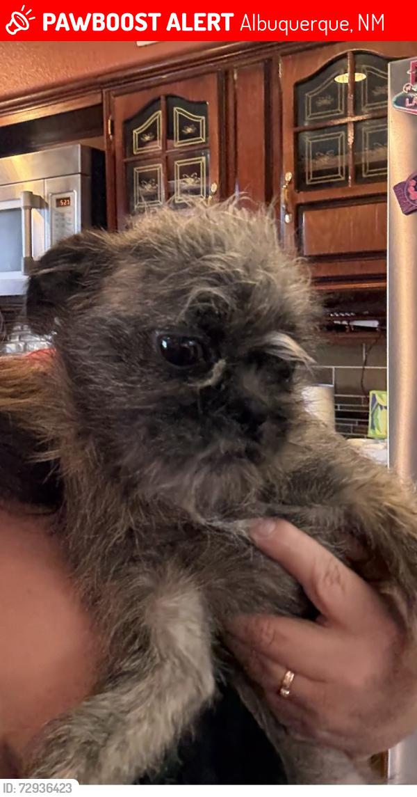 Lost Female Dog last seen Barcelona and Coors, Albuquerque, NM 87121